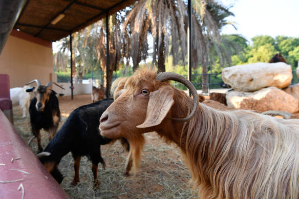 istock Sharjah Desert Wildlife Park 1896917223