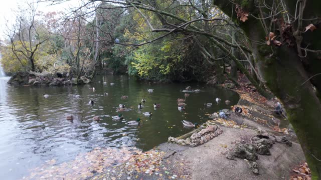 Lake full of ducks in the Campo Grande public park in the city of Valladolid,