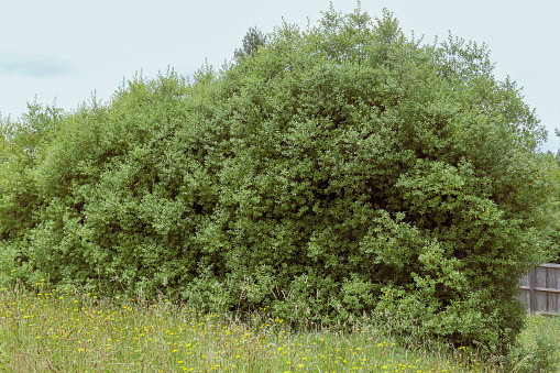 overgrown pittosporum hedge in garden