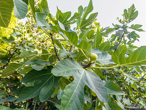 Green Fig on Tree