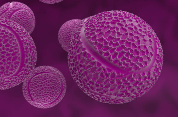 istock Passion flower pollen grains - closeup view 3d illustration 1897002869