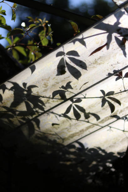 Green vines and green vine shadows in the sunlight.