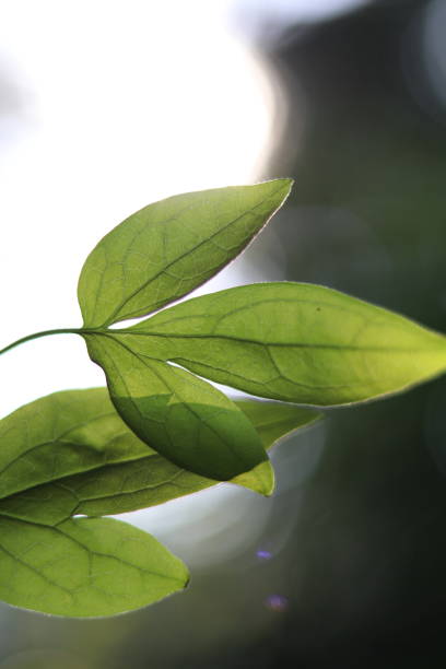 istock Two green leaves. Green leaves, light, shadow. 1897011773