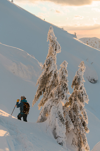 man in ski suit with backpack and with trekking poles stands at snow-covered fir trees on mountain slope. Ski touring