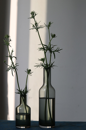 Two vases, sunlight, shadow.