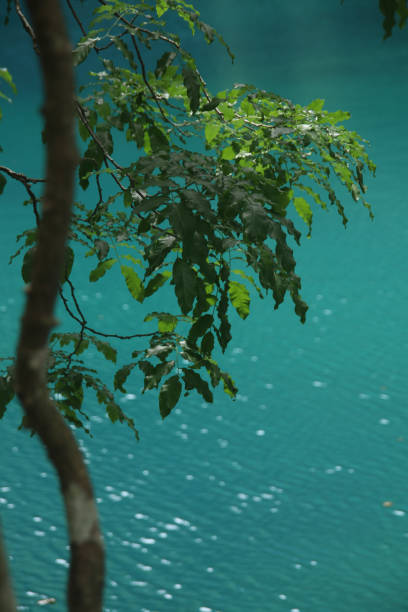 A tree by the green water. Sparkling water.