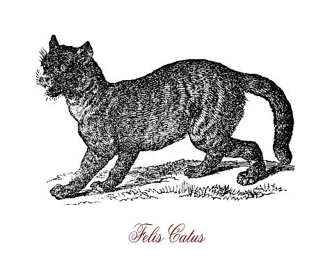The wildcat (Felis silvestris) is a small cat native to  Africa, Europe and Southwest and Central Asia. Crossbreeding of wildcat and domestic cat  may occur thus endangering the preservation of the species.