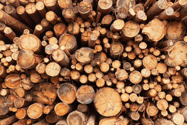istock Harvested wooden logs for transportation. 1897083033