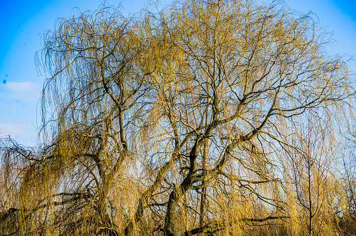 Tree branches with fresh green leaves in the forest. Bright lush foliage. Looking up into the treetops and blue sky, ground view, from below. Spring or summer sunny day. Panoramic photo.