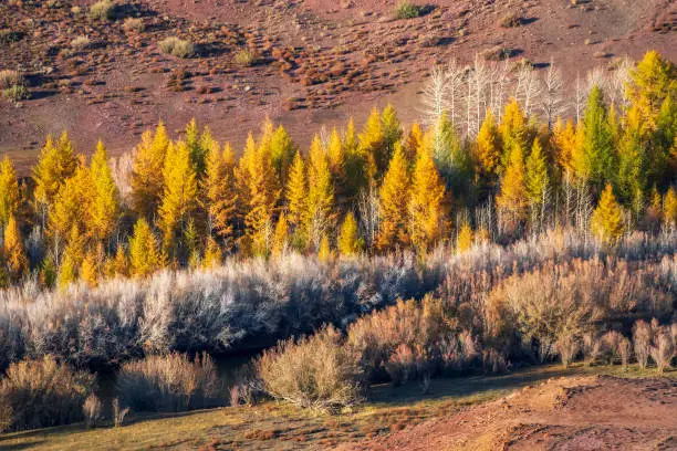 Photo of Sunny autumn mountain forest. larch pines in their autumnal colors. A valley filled with colorful golden aspen trees.