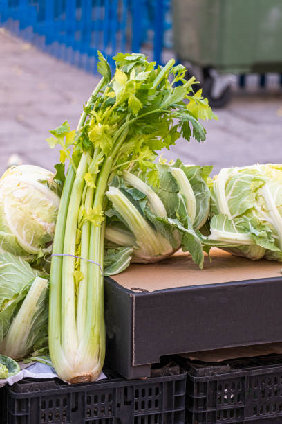 Fresh edible green celery stalks Pascal variety with little leaf remaining and without root