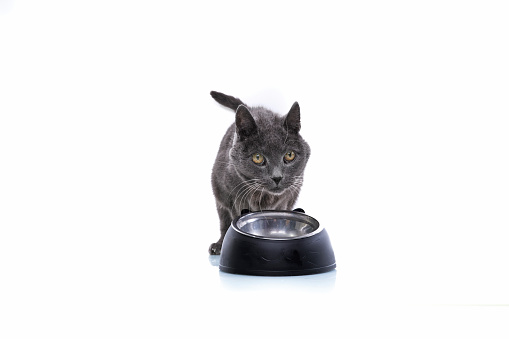 Gray English Shorthair cats eats their cat food portrayed on a white studio background