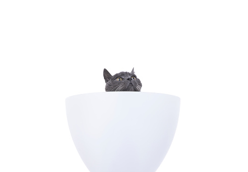 Gray English shorthair cats playing, they get into a giant cup to play