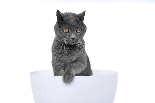 Portrait of a grey british cat isolated on white background
