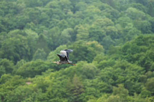 Grey heron Ardea cinerea flying over a forest.