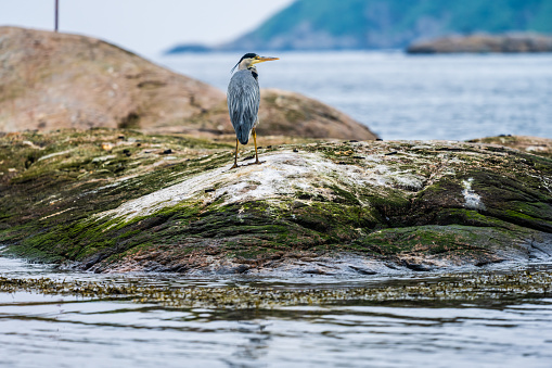 Grey heron Ardea cinerea standing on a rock by the sea.