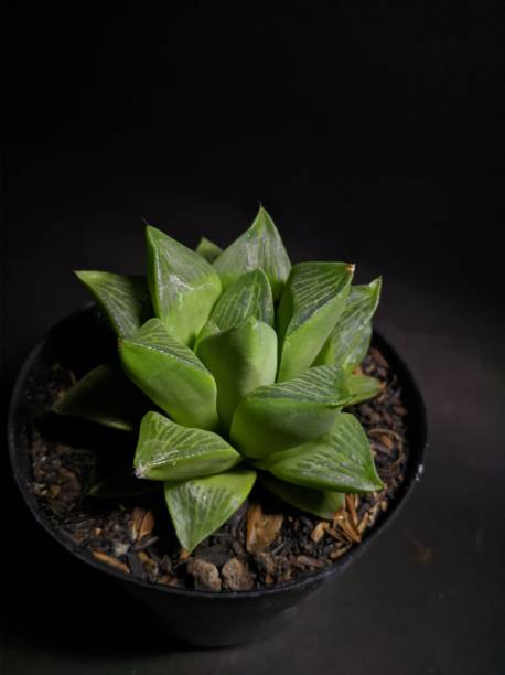 istock Exotic and Colorful Succulent Wonderland 1897157651