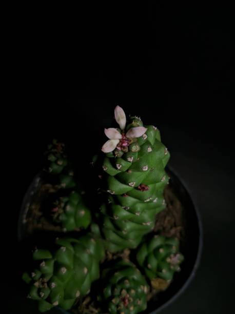 istock Exotic and Colorful Succulent Wonderland 1897157669