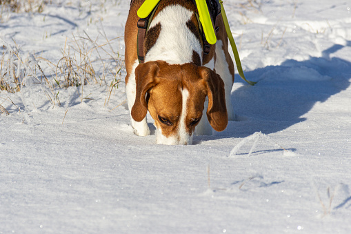 Dog (Beagle) looking for a trail in the snow
