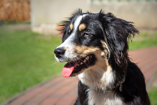 Portrait of an Australian Shepherd