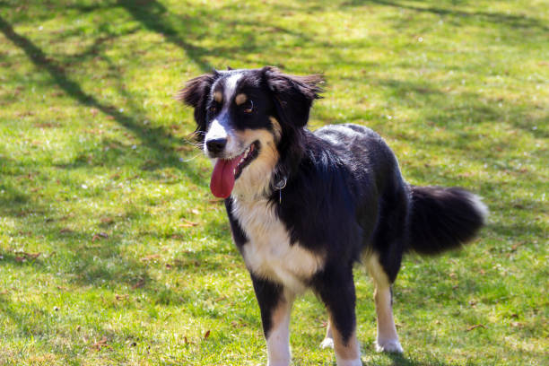 Australian Shepherd hangs out its tongue