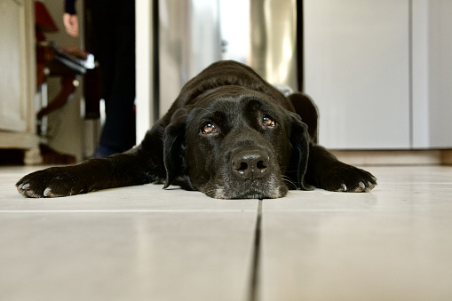 Front view of a black labrador retriever dog lying on white tiles in a kitchen. Concept of nostalgia and wave to the soul.