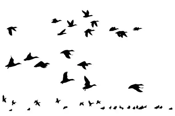 Vector illustration of Birds flying in a natural view. Vector images. White background.
