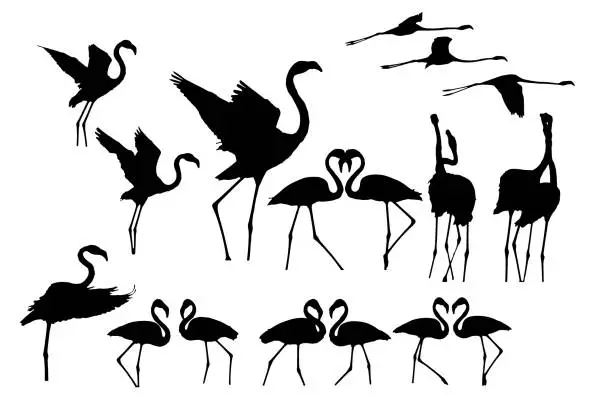 Vector illustration of Flamingos. Vector images. White background.