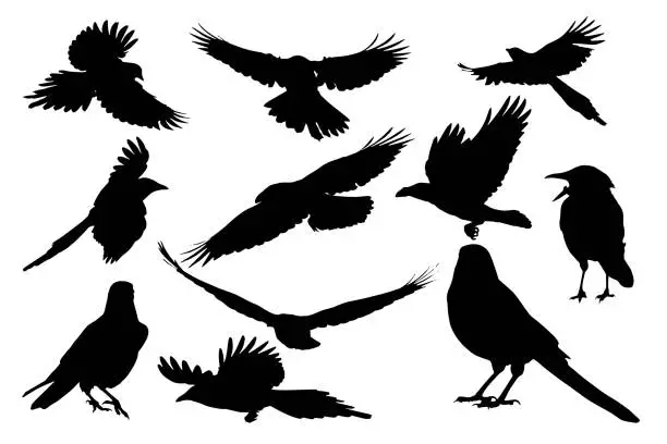 Vector illustration of Natural realistic vector crows. White background.