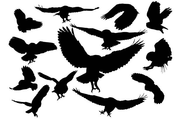 Flying owls. Vector images. White background. Vecto birds. owl stock illustrations