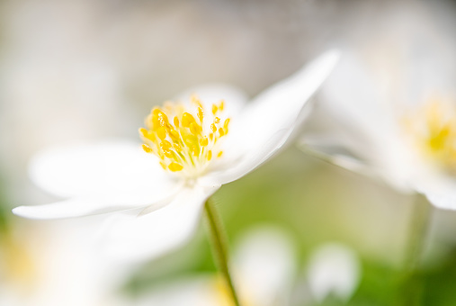 white anemones in Swedish nature