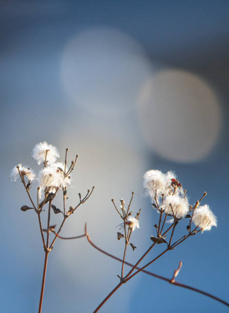 istock Wildlife, Nature, Sweden 2023 - Part 1 1897212759