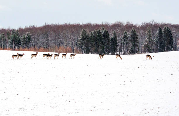 Pictures of landscapes, wild life, birds, the Baltic Sea during different seasons in 2023. Pictures from southern Sweden, Österlen, Fyledalen, Ystad.