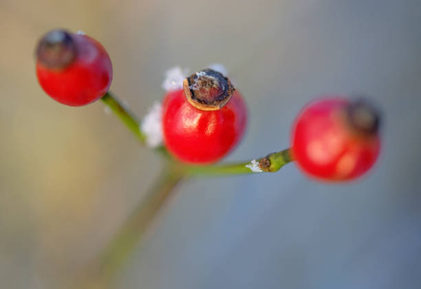 Pictures of landscapes, wild life, birds, the Baltic Sea during different seasons in 2023. Pictures from southern Sweden, Österlen, Fyledalen, Ystad.