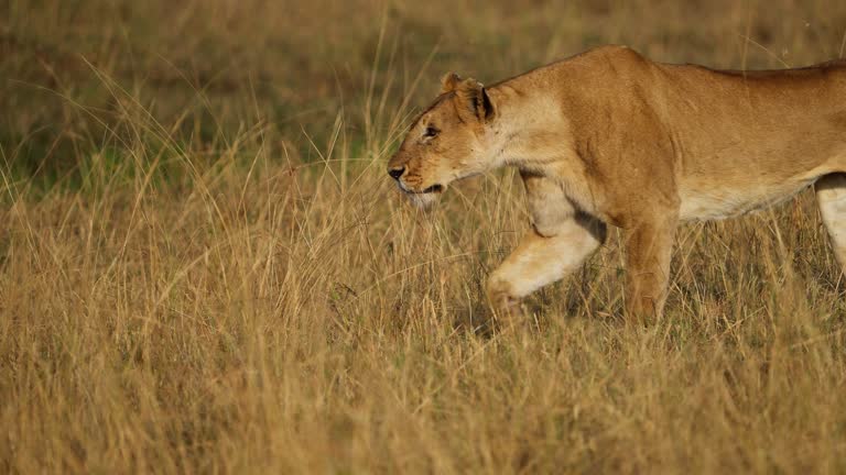 Lioness stalking a herd of zebras in Masai Mara grassland