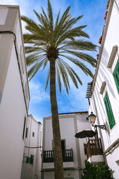 istock Patio With A Solitary Palm Tree 1897224716