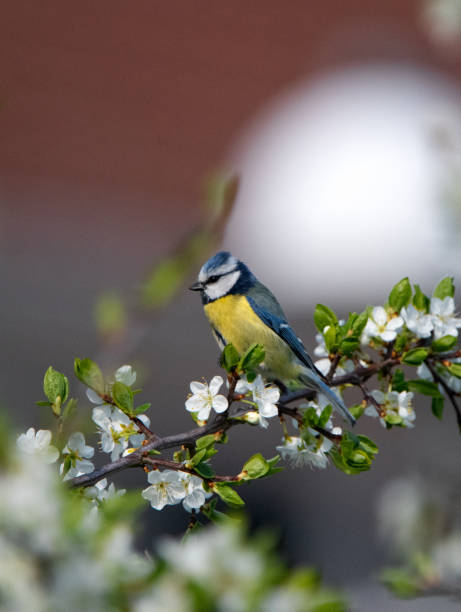 Wildlife, Nature, Sweden 2023 - Part 2