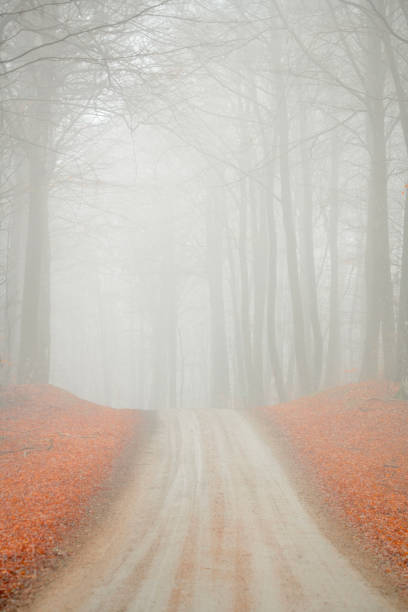 istock Wildlife, Nature, Sweden 2023 - Part 2 1897234670
