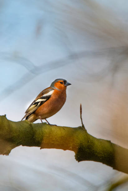 istock Wildlife, Nature, Sweden 2023 - Part 2 1897235206