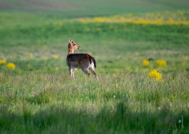 istock Wildlife, Nature, Sweden 2023 - Part 2 1897235209