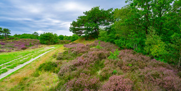 istock Heather in  the Dunes near Bergen, Netherlands. 1897244529