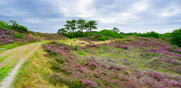 istock Heather in  the Dunes near Bergen, Netherlands. 1897244537