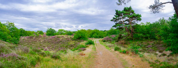 istock Heather in  the Dunes near Bergen, Netherlands. 1897245055