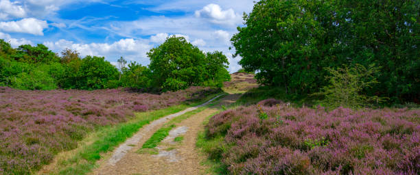 istock Heather in  the Dunes near Bergen, Netherlands. 1897246080