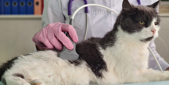 Veterinarian performs ultrasound of abdominal cavity of domestic cat. Ultrasound of internal organs