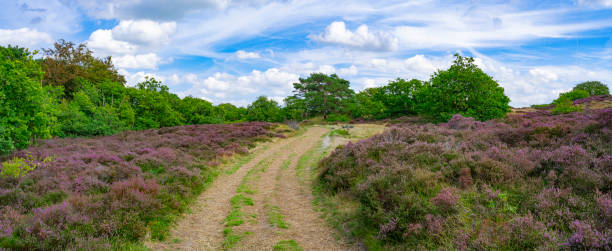 istock Heather in  the Dunes near Bergen, Netherlands. 1897247633