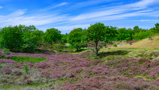 Fields of purple heather in  the dunes near Bergen and Schoorl, Netherlands.