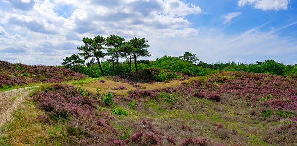 Fields of purple heather in  the dunes near Bergen and Schoorl, Netherlands.