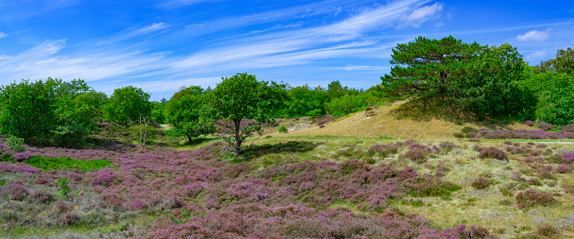 Fields of purple heather in  the dunes near Bergen and Schoorl, Netherlands.