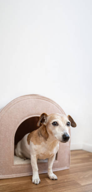 istock Cute small dog sitting in pet house looking at the camera. 1897256366